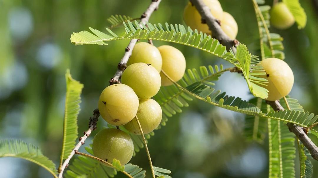 Indian Gooseberry: Benefits, Uses, and Side Effects