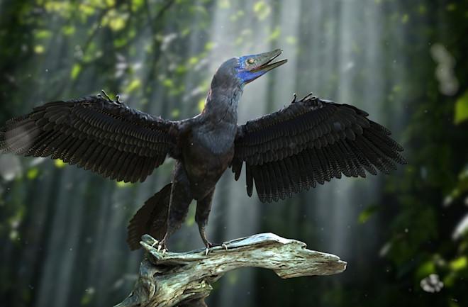 What Makes Archaeopteryx Fossils the Bizarre Bridge Between Dinos and  Birds? | Discover Magazine