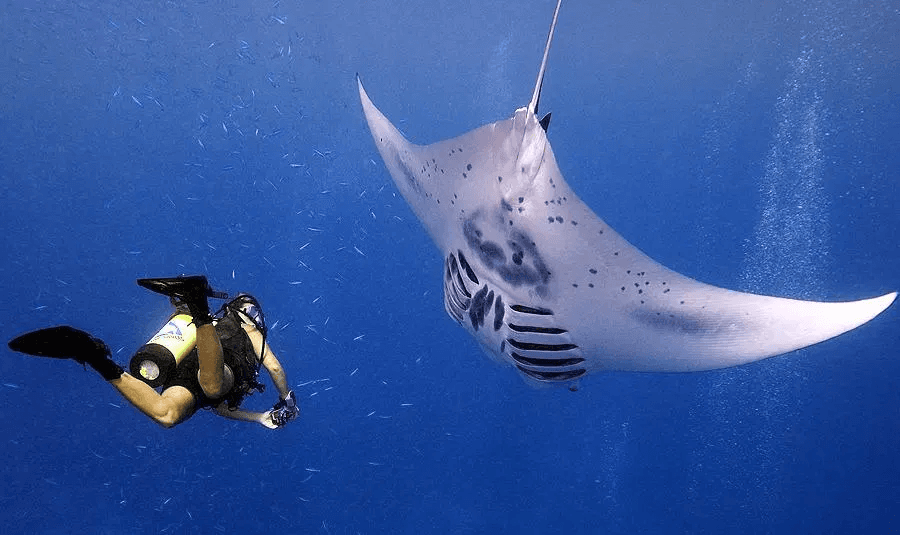 The Experience of Diving at Maldives Manta Point