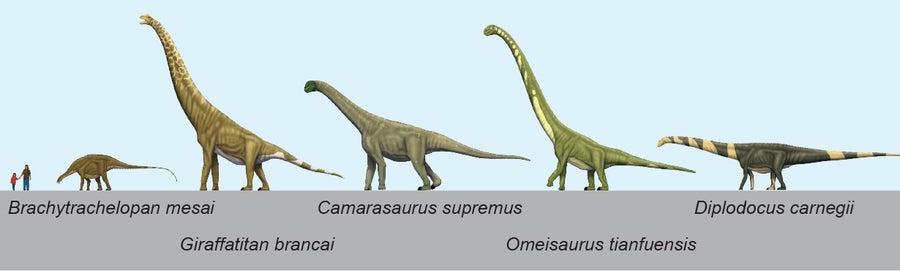 How Sauropod Dinosaurs Became the Biggest Land Animals Again and Again |  Scientific American