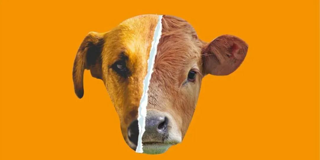 This organisation is fighting the good fight for animal welfare and rights  in India