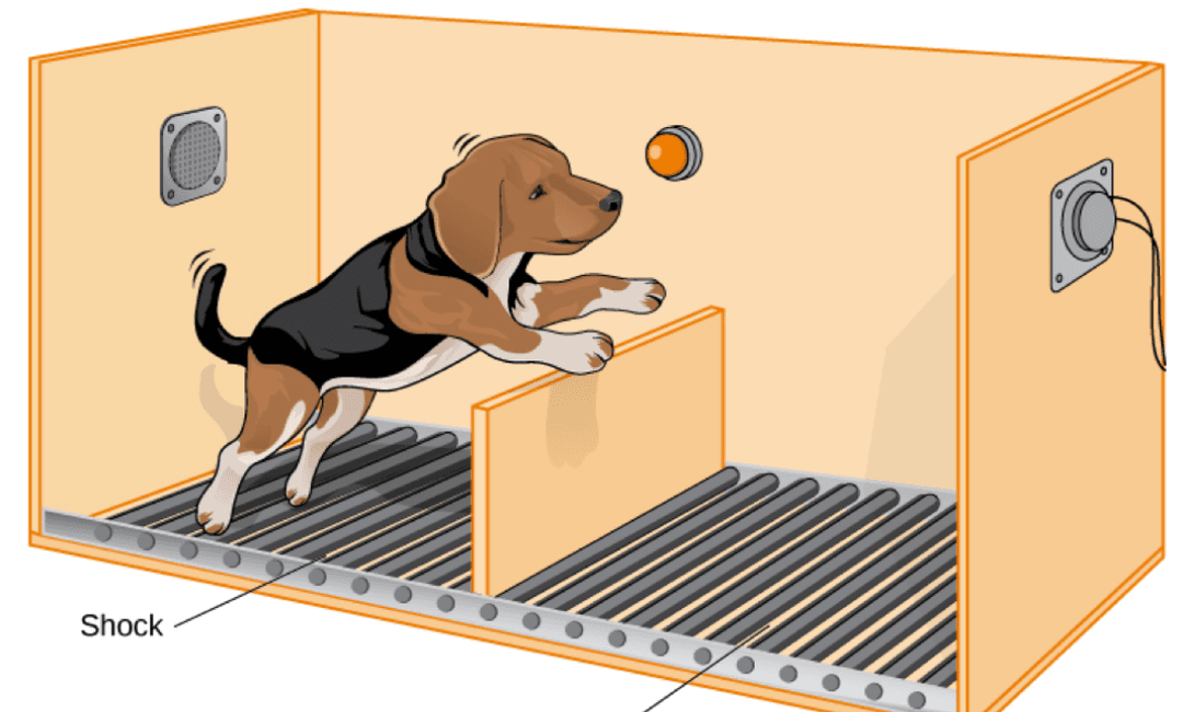 How neuroscience debunked "learned helplessness" theory - Big Think