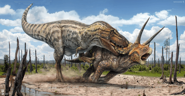 Did Triceratops and Tyrannosaurus rex interact with each other in real  life? If so, how? - Quora