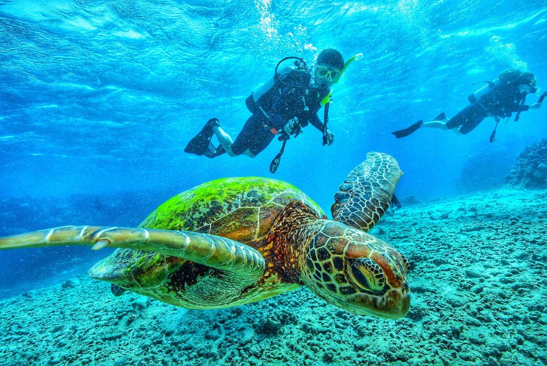 The 9 Best Dive Sites in the Galapagos — Galapagos Cruises
